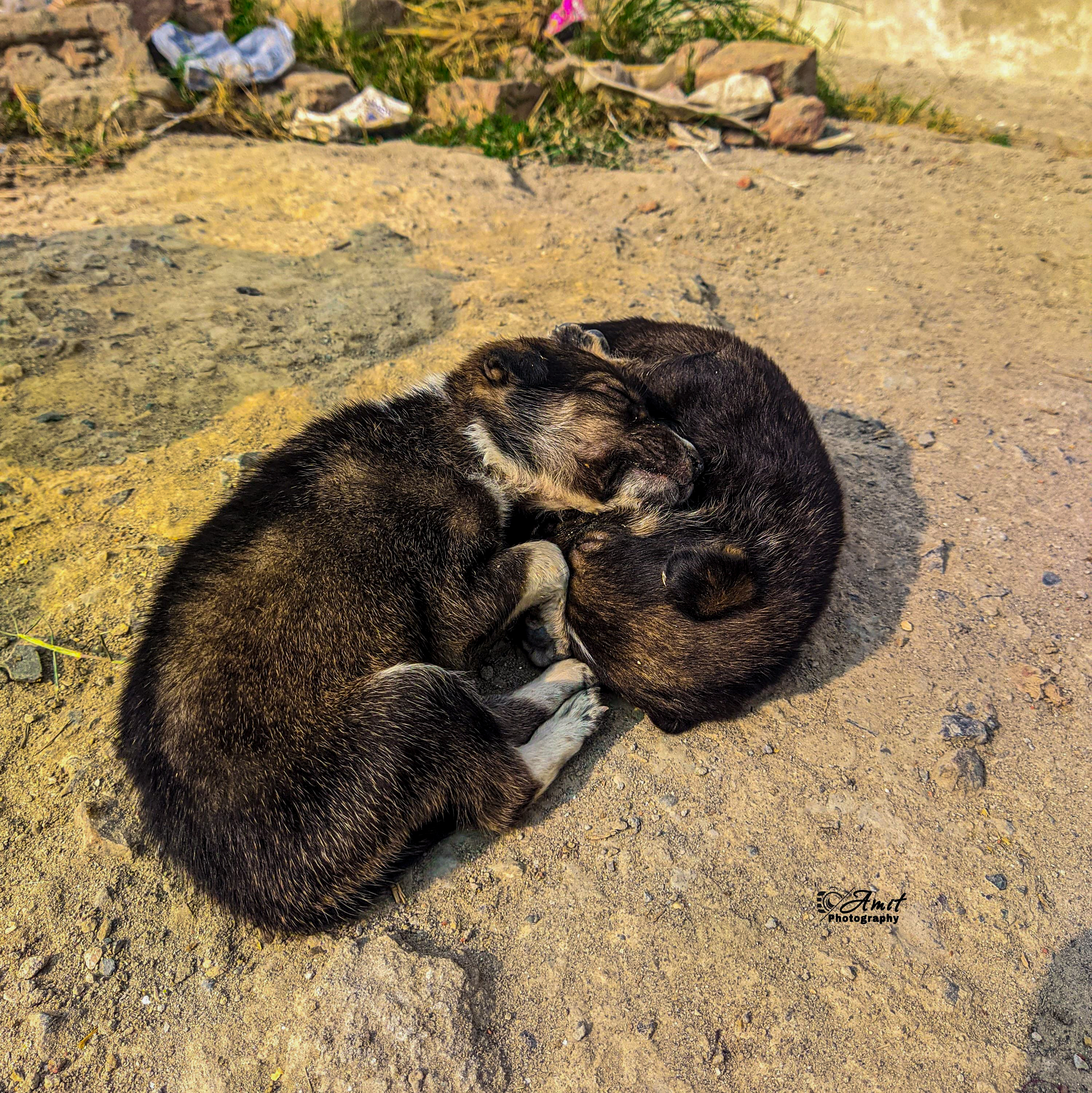 Sleeping Siblings Photography